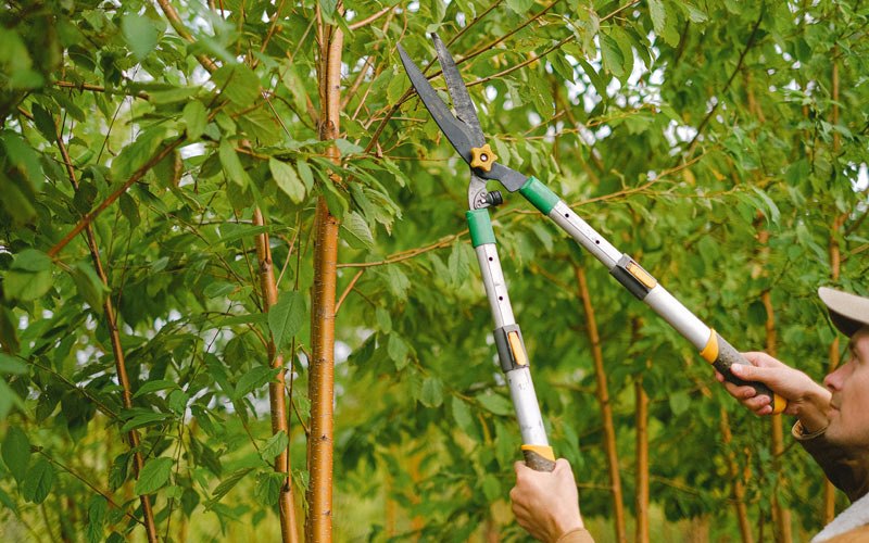 Tree trimming in Mulberry, AR